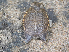 Breviceps