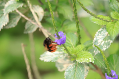 Bombus eximius