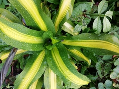 Dracaena fragrans