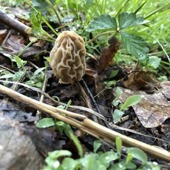 Morchella esculenta