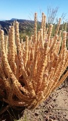 Crassula muscosa