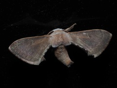Bombycidae