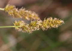Carex fracta