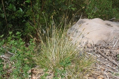 Carex fracta