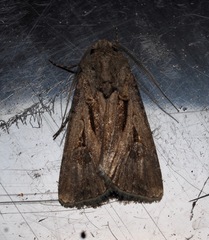 Agrotis spinifera