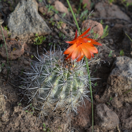 Oreocereus hempelianus