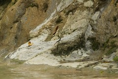 Anolis eugenegrahami