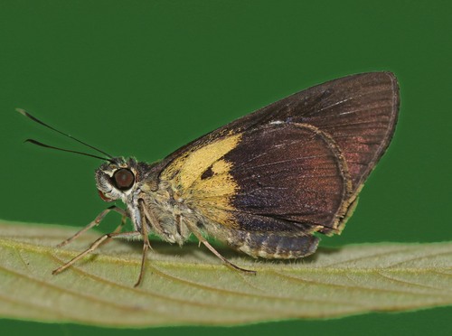 Quedara basiflava