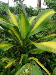 Dracaena fragrans