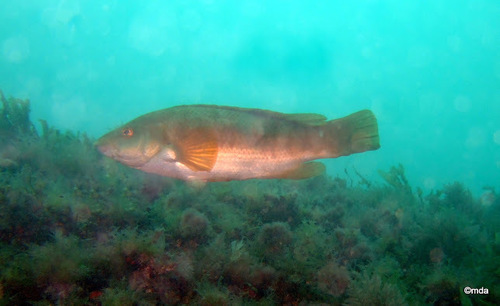 Ballan Wrasse