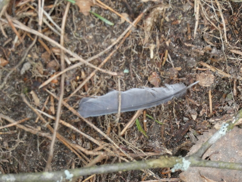 Plume de Mésange charbonnière