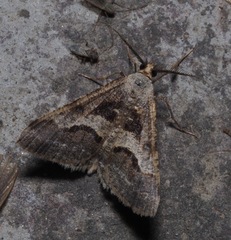 Isturgia disputaria