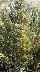 Cliffortia acanthophylla