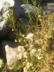 Baccharis linearis