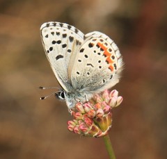 Euphilotes enoptes bayensis