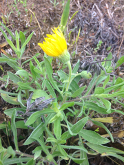 Heterotheca camporum camporum