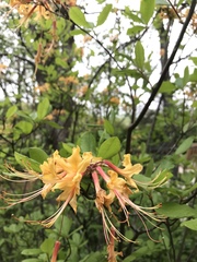 Rhododendron austrinum