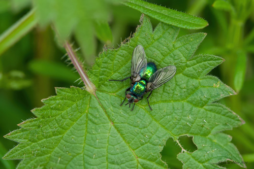 Gymnocheta viridis photo 3
