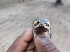 Breviceps