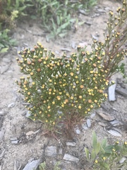 Amblyopappus pusillus