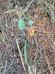 Calochortus pulchellus