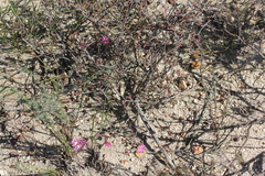 Lampranthus spiniformis