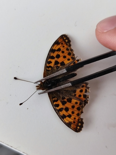Queen of Spain Fritillary