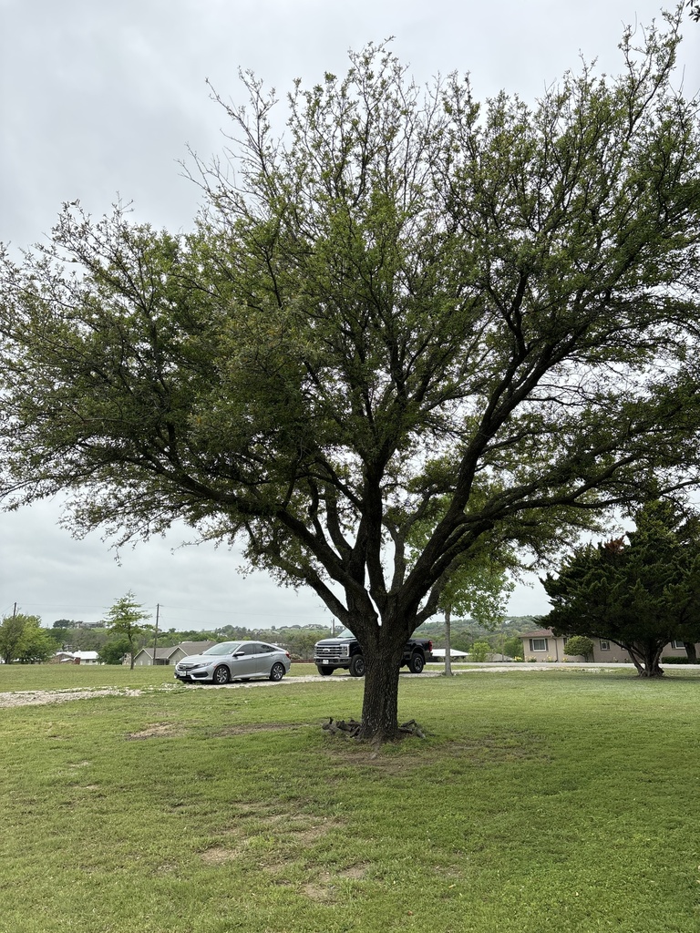 southern live oak from Remuda Dr, Fort Worth, TX, US on March 31, 2024 ...