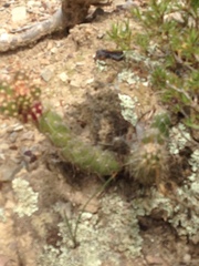 Austrocylindropuntia shaferi