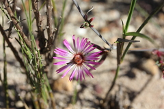 Lampranthus spiniformis