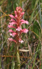 Satyrium hallackii ocellatum