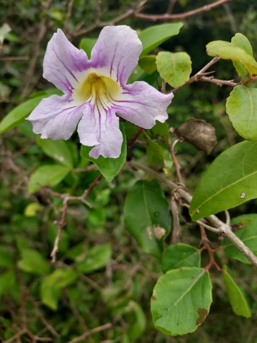 Image of Bignonia callistegioides by (c) Roderick Cameron, some rights reserved (CC BY)