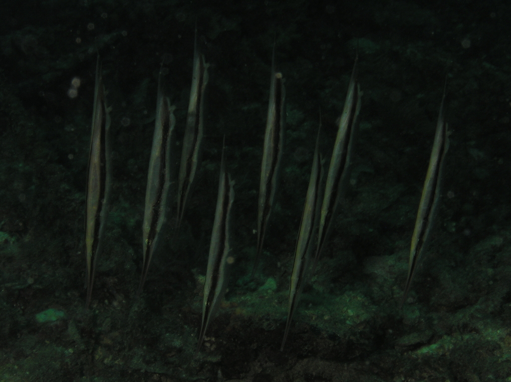 Razorfish
