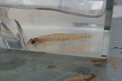 Scaly sand darter (Ammocrypta vivax) — Percidae — 5