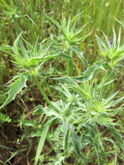 Eryngium jepsonii