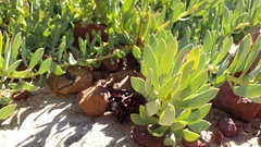 Leucadendron glaberrimum glaberrimum