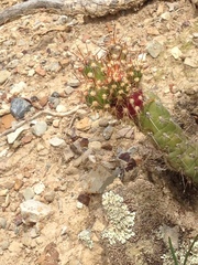 Austrocylindropuntia shaferi