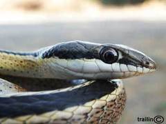 Psammophis punctulatus