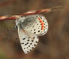 Euphilotes enoptes bayensis