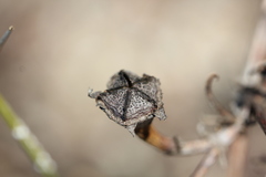 Lampranthus spiniformis