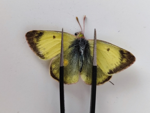 Eastern Pale Clouded Yellow