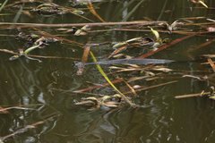 Thamnophis melanogaster