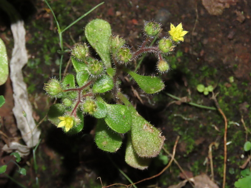 Aichryson brevipetalum