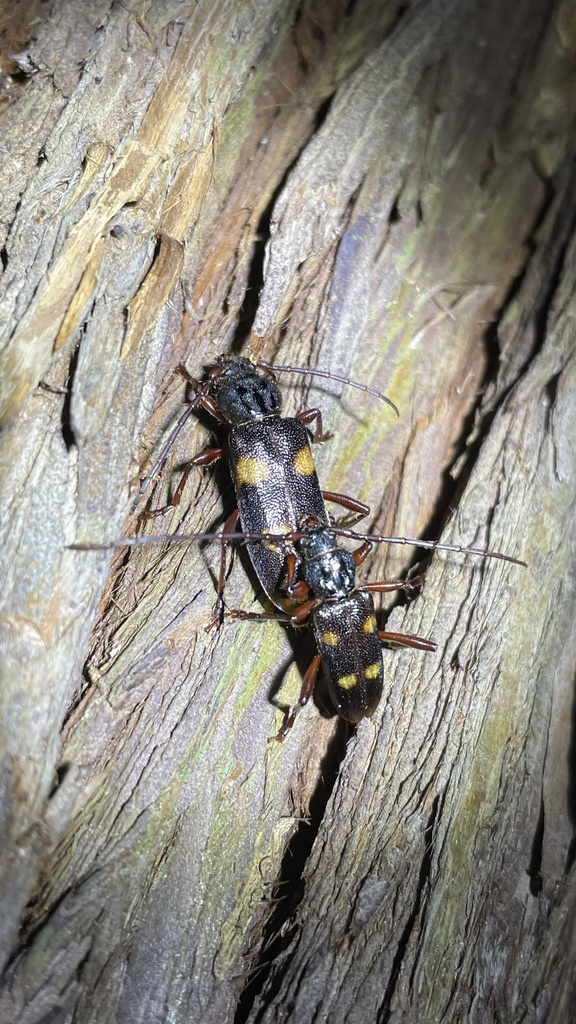 Semanotus japonicus in March 2024 by tofuinsect · iNaturalist