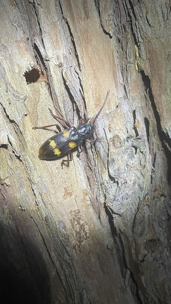 Semanotus japonicus in March 2024 by tofuinsect · iNaturalist