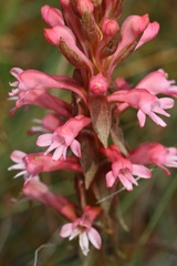 Satyrium hallackii ocellatum