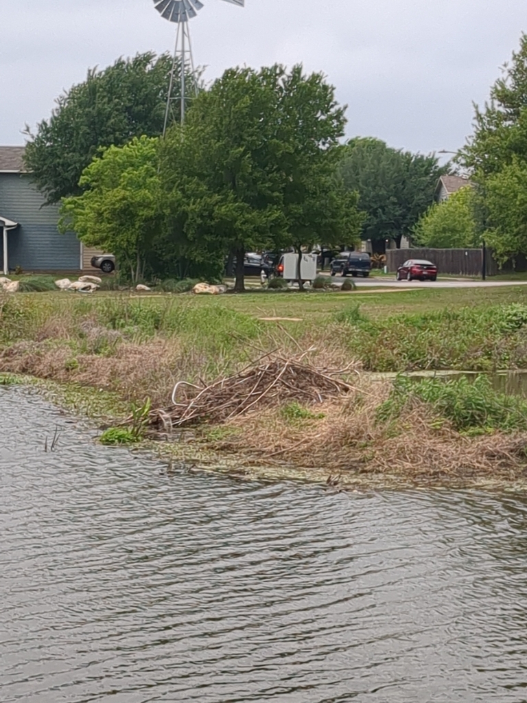 Beavers from Colorado Crossing, Austin, TX 78744, USA on March 31, 2024 at 1101 AM by Wendy