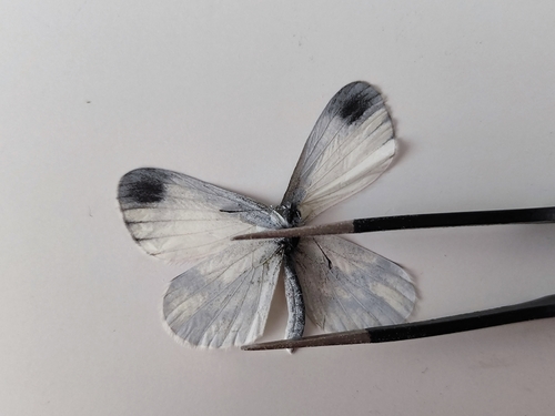 Leptidea sinapis
