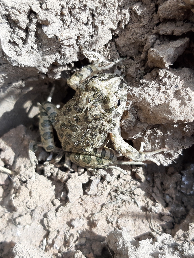 Marbled Four-eyed Frog