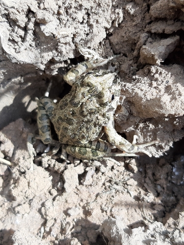 Pleurodema marmoratum